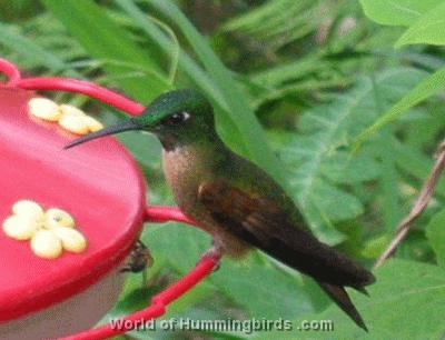 Hummingbird Garden Catalog: Fawn-Breasted Brilliant